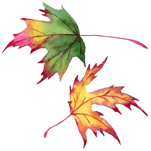Esdoorn bladeren in een aquarel stijl geïsoleerd. — Stockfoto