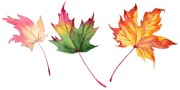 Maple leaves in a watercolor style isolated. — Stock Photo, Image