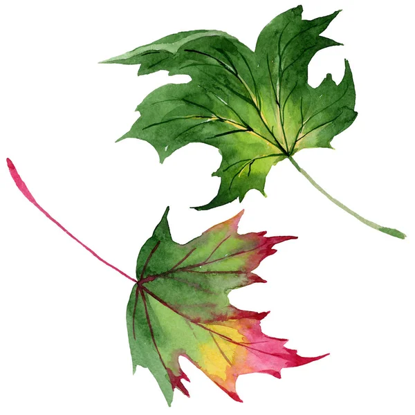 Maple leaves in a watercolor style isolated. — Stock Photo, Image