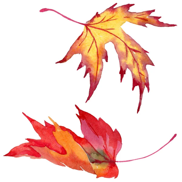 Maple leaves in a watercolor style isolated. — Stock Photo, Image