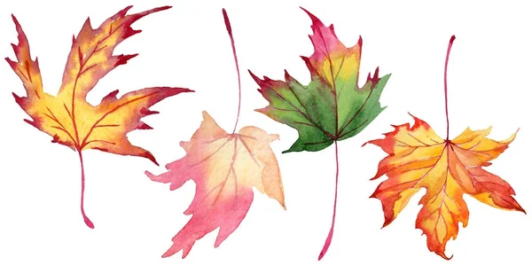 Maple leaves in a watercolor style isolated. — Stock Photo, Image