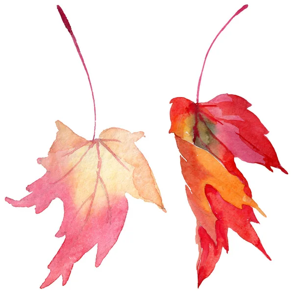 Maple leaves in a watercolor style isolated. — Stock Photo, Image