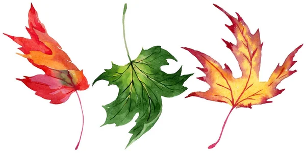 Maple leaves in a watercolor style isolated. — Stock Photo, Image