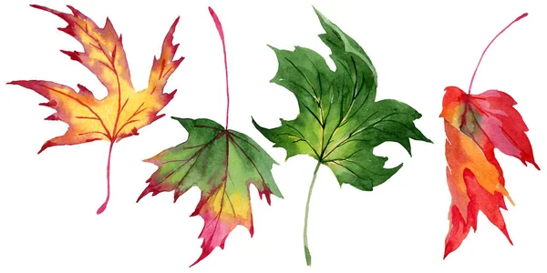 Maple leaves in a watercolor style isolated. — Stock Photo, Image