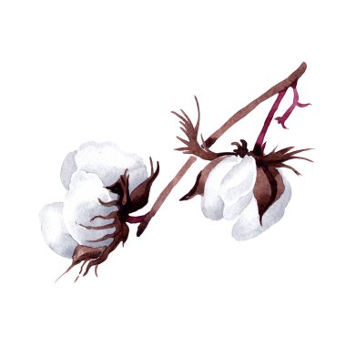 Pamuk çiçek izole bir suluboya tarzında.