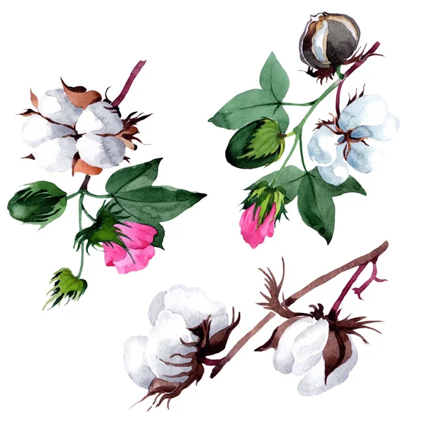 Pamuk çiçek izole bir suluboya tarzında.