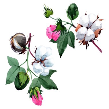 Pamuk çiçek izole bir suluboya tarzında.