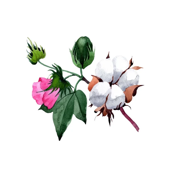 Bawełna z kwiatem w stylu przypominającym akwarele na białym tle. — Zdjęcie stockowe