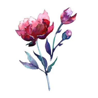 Kır çiçeği Şakayık çiçeği izole bir suluboya tarzında.