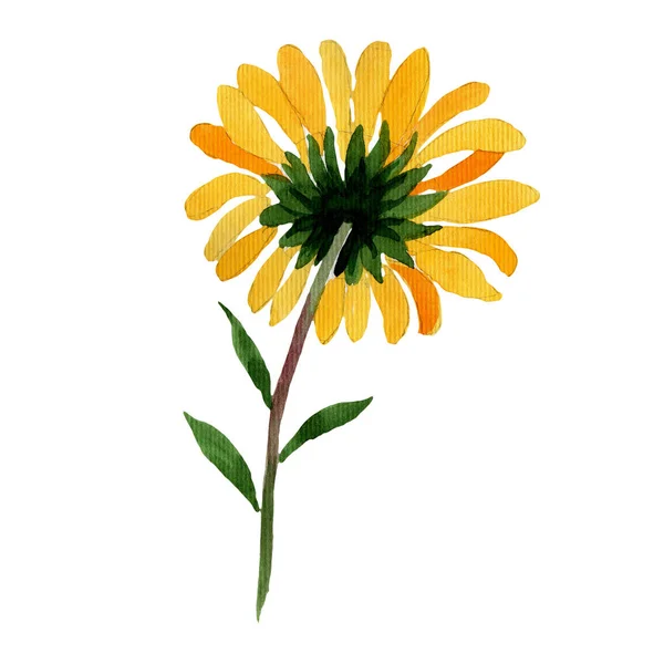 Kır çiçeği sarı papatya çiçek izole bir suluboya tarzında. — Stok fotoğraf
