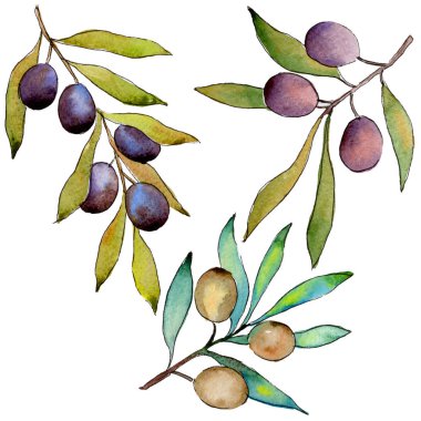 Zeytin ağacı izole bir suluboya tarzında.