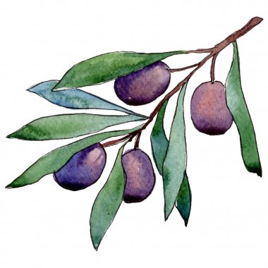 Zeytin ağacı izole bir suluboya tarzında.