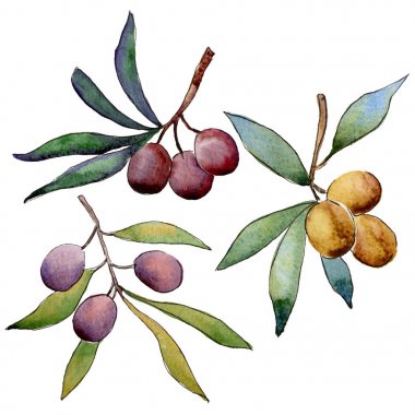 Zeytin ağacı izole bir suluboya tarzında.