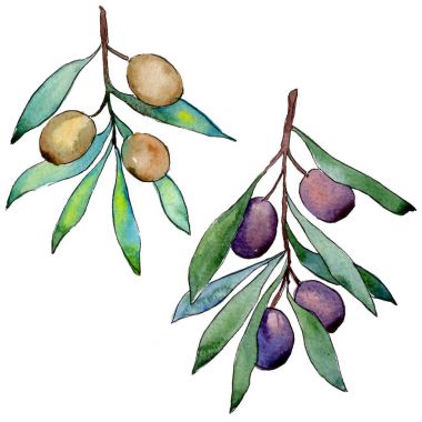 Zeytin ağacı izole bir suluboya tarzında.