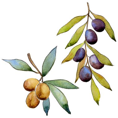 Zeytin ağacı izole bir suluboya tarzında.