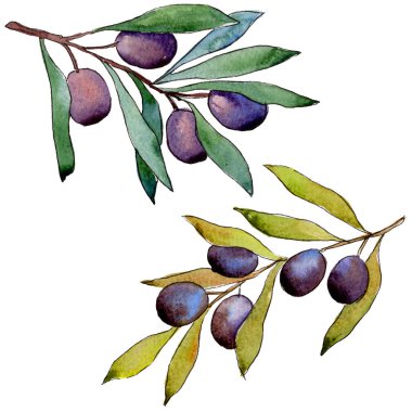 Zeytin ağacı izole bir suluboya tarzında.