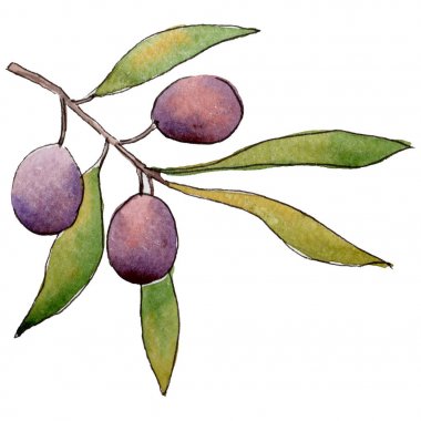 Zeytin ağacı izole bir suluboya tarzında.