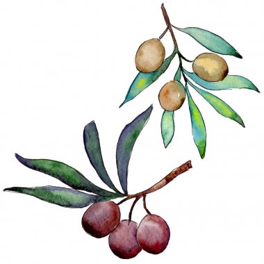 Zeytin ağacı izole bir suluboya tarzında.