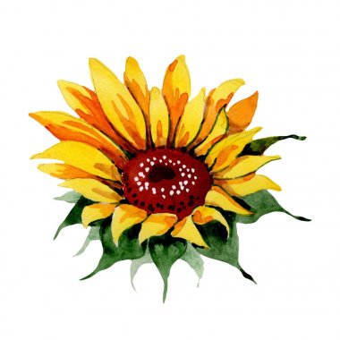 Kır çiçeği ayçiçeği çiçek izole bir suluboya tarzında.