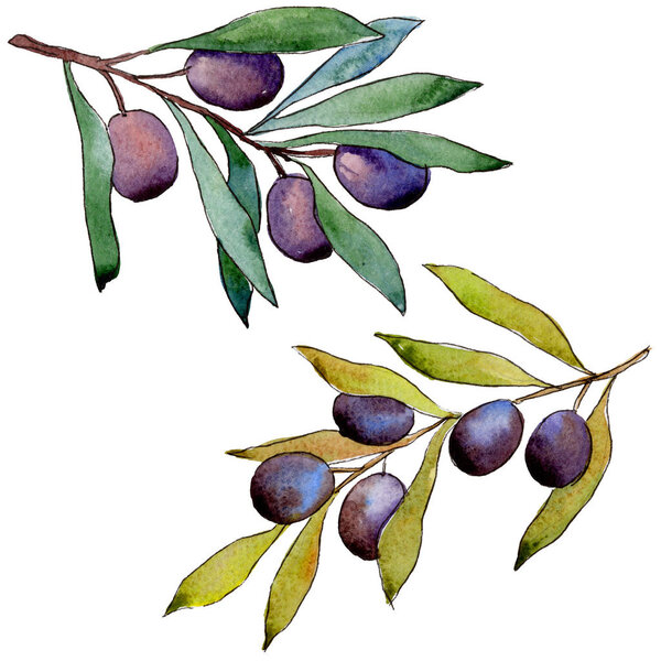 Olive tree in a watercolor style isolated.