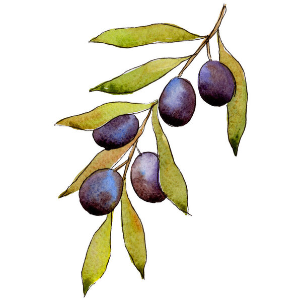 Olive tree in a watercolor style isolated.