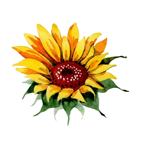 Wildflower slunečnicový květ ve stylu akvarelu, samostatný. — Stock fotografie