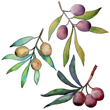 Zeytin ağacı izole bir suluboya tarzında.