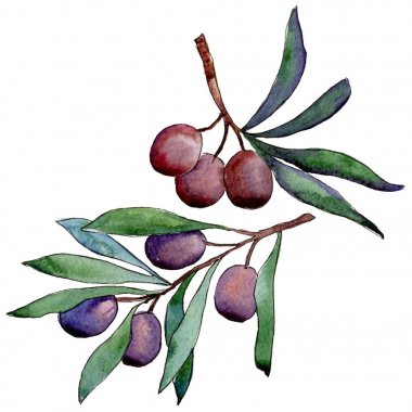 Zeytin ağacı izole bir suluboya tarzında.