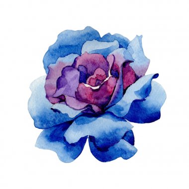Kır çiçeği Mavi gül çiçek izole bir suluboya tarzında.