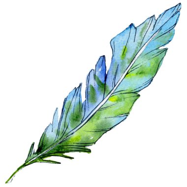 Suluboya kuş tüyü izole kanat üzerinden.