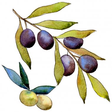Zeytin ağacı izole bir suluboya tarzında.
