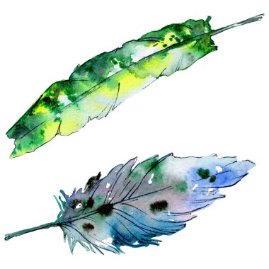 Suluboya kuş tüyü izole kanat üzerinden.