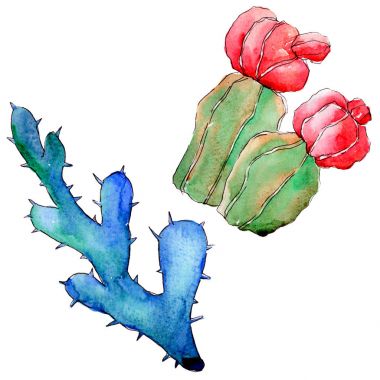 Kır çiçeği kaktüs izole bir suluboya tarzında.