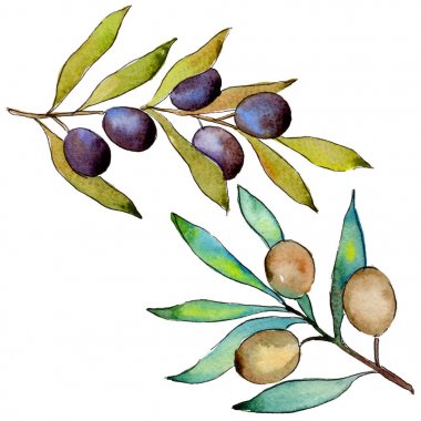 Zeytin ağacı izole bir suluboya tarzında.