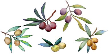 Zeytin ağacı izole bir suluboya tarzında.