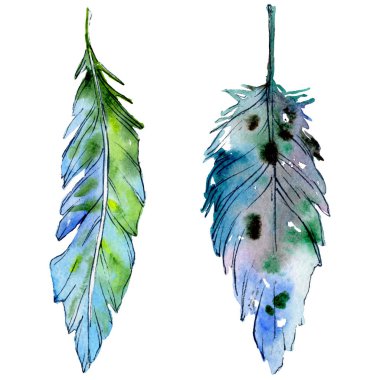 Suluboya kuş tüyü izole kanat üzerinden.