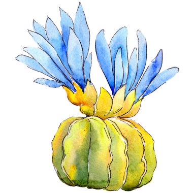 Kır çiçeği kaktüs izole bir suluboya tarzında.