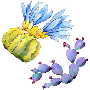 Kır çiçeği kaktüs izole bir suluboya tarzında.