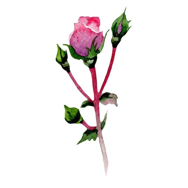 Wildblumen-Hybrid-Rosenblüte in einem Aquarell-Stil isoliert. — Stockfoto