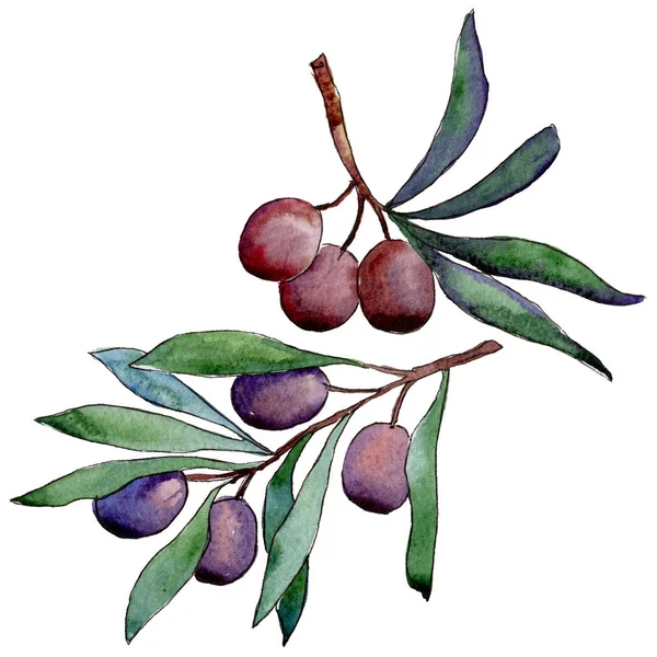 Olivenbaum im Aquarell-Stil isoliert. — Stockfoto