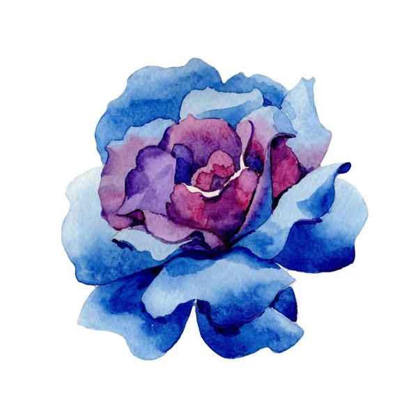 Fleur rose bleue sauvage dans un style aquarelle isolé . — Photo