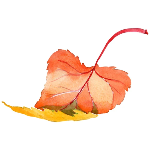 Folha de outono de álamo em um estilo aquarela desenhado à mão isolado . — Fotografia de Stock