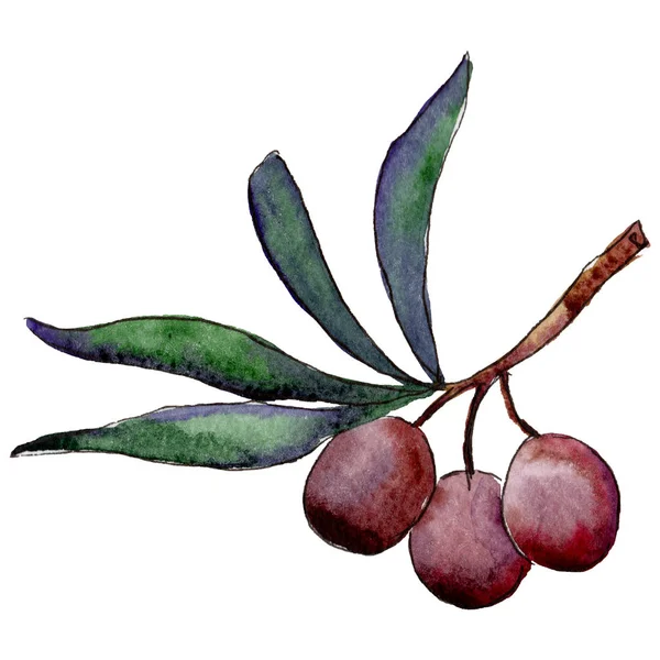 Olivenbaum im Aquarell-Stil isoliert. — Stockfoto