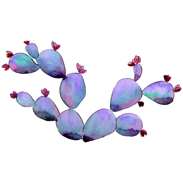 Wildflower Kaktus w stylu przypominającym akwarele na białym tle. — Zdjęcie stockowe