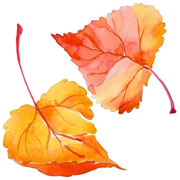 Φθινόπωρο φύλλα λεύκας σε χέρι στυλ υδροχρώματος απομονωμένες. — Φωτογραφία Αρχείου