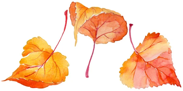 Höst löv av poppel i handritade akvarell stil isolerade. — Stockfoto
