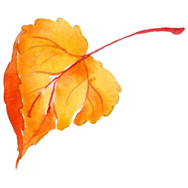 Hoja de álamo de otoño en un estilo de acuarela dibujado a mano aislado . — Foto de Stock