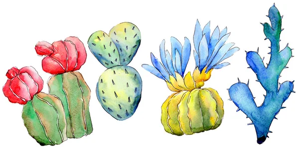 Cactus de fleurs sauvages dans un style aquarelle isolé . — Photo