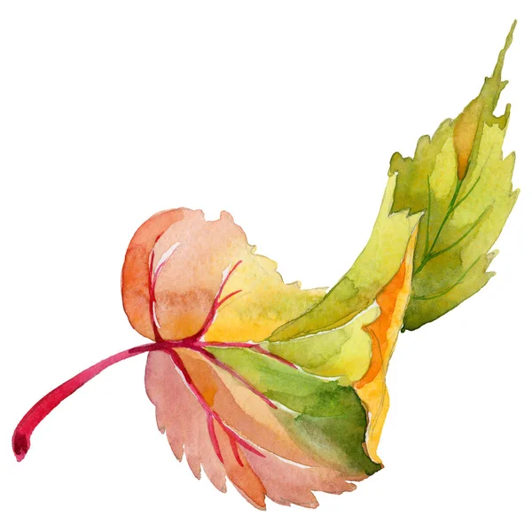 Осенний лист тополя в ручной рисованной акварели стиле изолированы . — стоковое фото