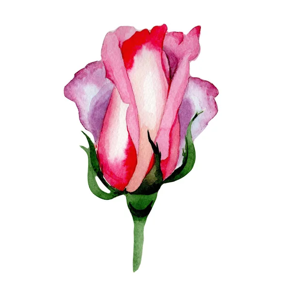 Flor de rosa híbrida de flores silvestres em um estilo aquarela isolado . — Fotografia de Stock